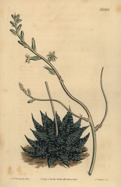 Haworthia minor or Tulista minima (Least pearl aloe) by Unbekannt