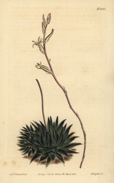 Haworthia pumila (Dark-leaved spider aloe) by Unbekannt