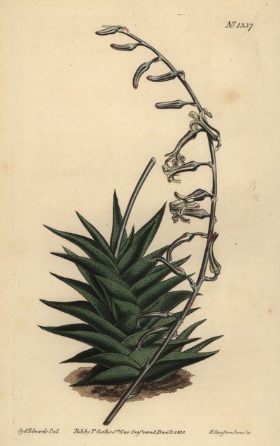 Haworthia viscosa (Stiff leaved aloe) by Unbekannt