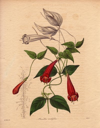 Heart Leaf Manettia (Manettia cordifolia), Illustration by Augusta Innes Withers by Unbekannter Künstler