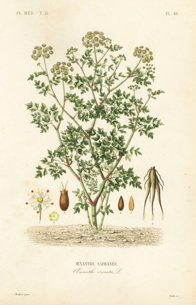 Hemlock water dropwort by Unbekannt