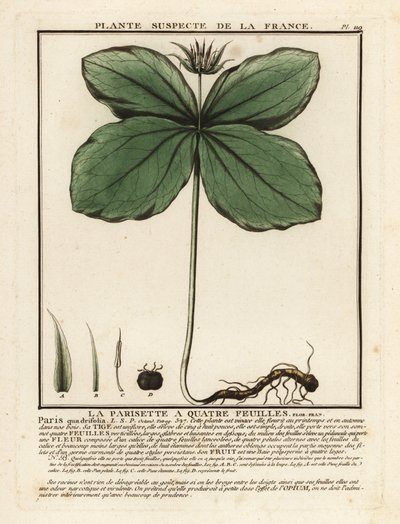 Herb-Paris, Paris Quadrifolia by Unbekannter Künstler