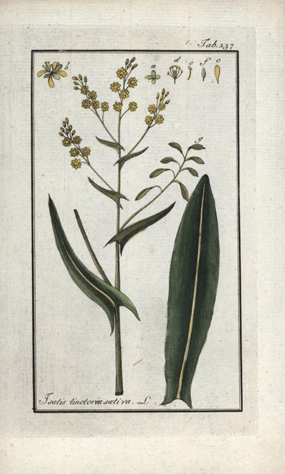Herb of St. Philip (Isatis tinctoria sativa). Lithograph from 