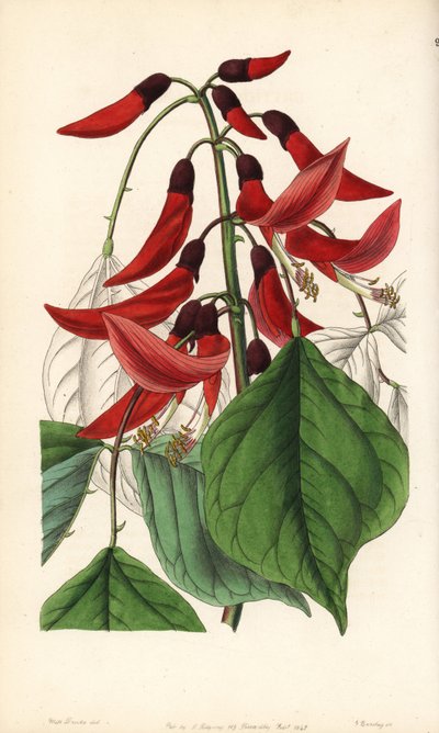 Herbaceous or Carolina erythrine. Handcoloured copperplate engraving by George Barclay after an illustration by Miss Sarah Drake from Edwards