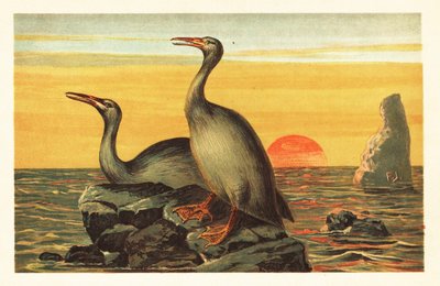 Hesperornis regalis, Extinct Cormorant-like Bird (lithograph) by Unbekannter Künstler