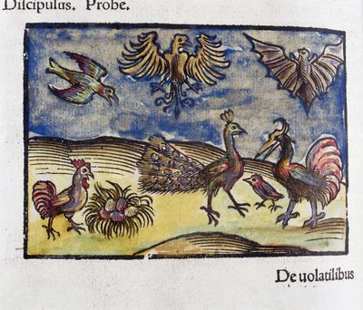 Natural History, Zoology 16th Century: Birds and Bats by Unbekannt
