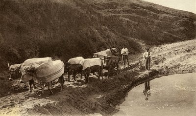 Hitch of oxen covered with Basque fabrics, early 20th century by Alec Hunter