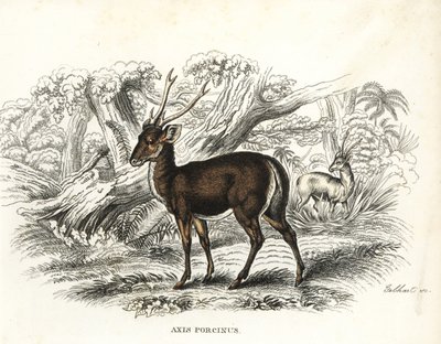 Hog deer, Axis porcinus, endangered. Handcoloured lithograph by Gebhart from Georg Friedrich Treitschke