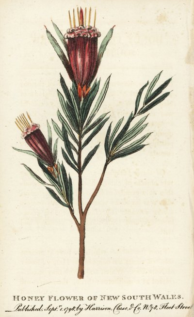 Honey flower of New South Wales, Australia by Unbekannter Künstler
