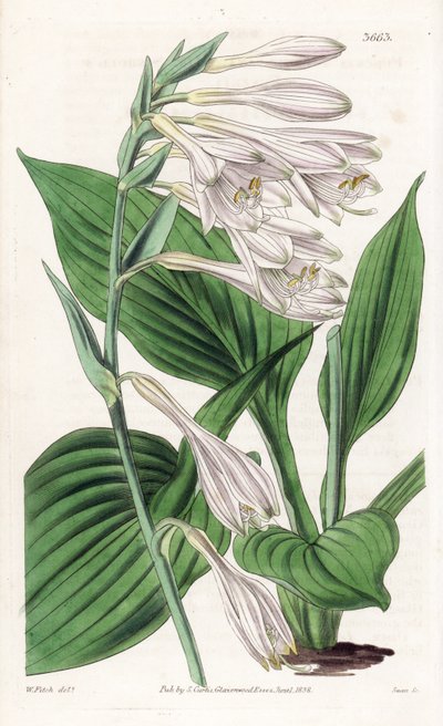 Hosta from Japan - Hosta sieboldii (Dr. Siebold