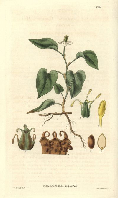 Houttuynia has white flowers, with details of fruits, pistil and etamines. Illustration by William Jackson Hooker by Unbekannter Künstler