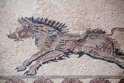 Hunting scene: A wild boar - Paphos mosaics, House of Dionysos - End of the 2nd Century AD - Cyprus - (detail) by William M. Timlin