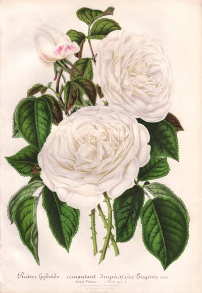 Hybrid white rose, Imperatrice Eugenie, Empress Eugenie. Chromolithograph drawn and lithographed by L. Stroobant for L