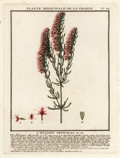 Hyssop, Hyssopus Officinalis by Unbekannter Künstler