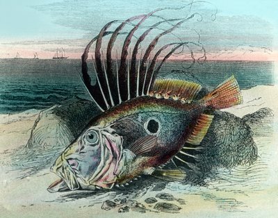 Illustration of a John Dory Fish (Zeus faber) by Unbekannter Künstler