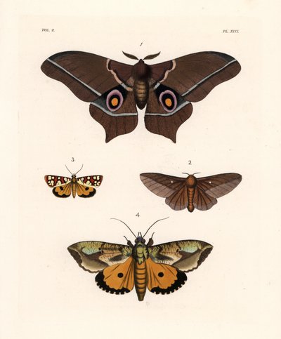 Imbrasia epimethea, pink-striped oakworm moth, Crameria aegocera, and Eudocima materna by Unbekannter Künstler