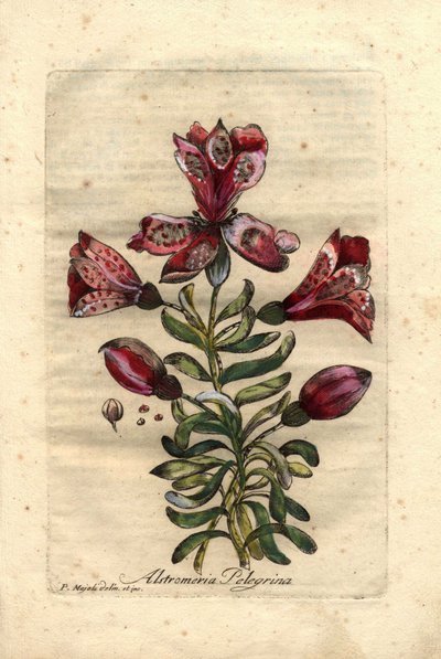 Inca lily, native to Peru and Chile. Description of flowers, leaves, stem and seeds. Drawing by P. Maioli, engraving by Giuseppe Bianchi, published in 1786, in John Hill