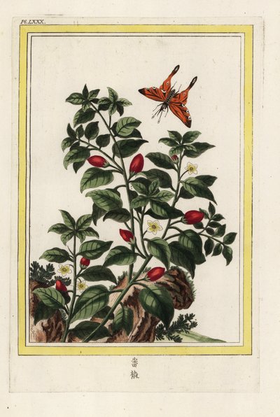 India Pepper. Pepper, Capsicum annuum. Handcoloured etching from Pierre Joseph Buchoz 