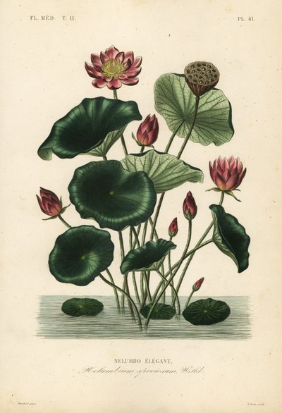 Indian lotus by Unbekannt