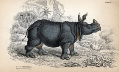 Indian rhinoceros (Rhinoceros unicornis or indicus), endangered species. Copper engraving by William Lizars, based on a drawing by James Stewart, published in the Naturalist Library: mammals, pachyderms and quadrupeds with fine skin, edited by W. H. Lizars by Unbekannter Künstler