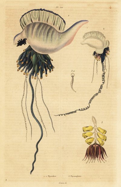 Indo-Pacific Portuguese Man-of-War, Physalia Utriculus 1, Azores Man-of-War, Physalia Physalis 2, and Siphonophora Zoophyte, Physsophora Disticha 3 by Unbekannt