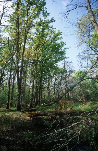 Pond at Biosphere Reserve, Circeo National Park by William M. Timlin