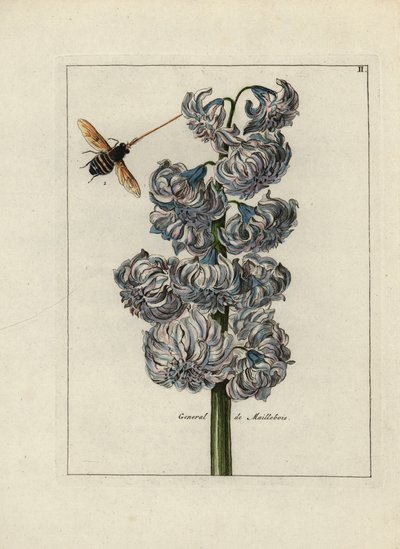 Jacinth with a bee by Unbekannter Künstler