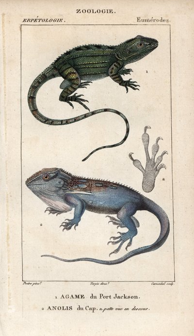 Jacky lashtail and Cape dwarf gecko. Handcoloured copperplate stipple engraving from Jussieu