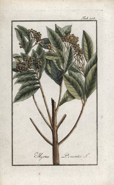 Jamaican Pepper or Four Spice or Giroflee Pepper (Pimenta dioica). Lithograph from 