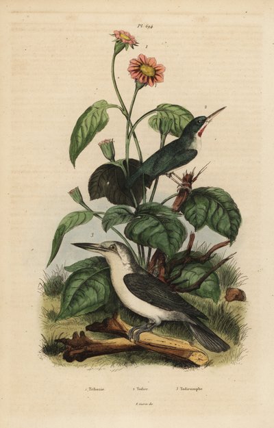 Jamaican Tody, Todus Todus, Mariana Kingfisher, Todiramphus Albicilla, and Sunflower, Tithonia Tagetiflora by Unbekannt