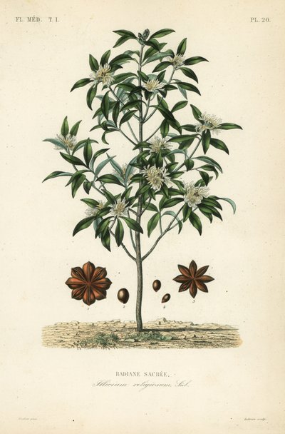 Japanese star anise, aniseed tree or sacred anise tree by Unbekannt