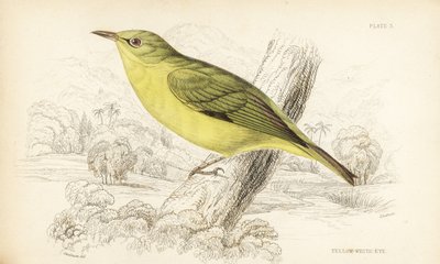 Javan White Eye, Zosterops flavus (Yellow White Eye, Zosterops flava) by Unbekannter Künstler