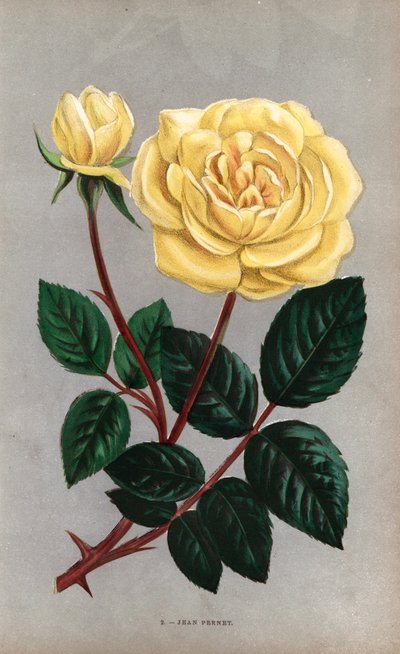 Jean Pernet rose, yellow variety of the tea rose raised by Monsieur Pernet of Lyon in 1867. Chromolithograph drawn and lithographed after nature by F. Grobon from Hippolyte Jamain and Eugene Forney
