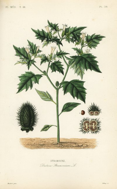 Jimsonweed or devil
