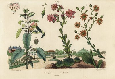 Josephine plant, Josephinia imperatricis and stonecrops, Crassula species by Unbekannt