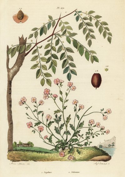 Jujube or Chinese Date, Ziziphus Jujuba 1, and Virginia Stock, Malcolmia Maritima 2 by Unbekannt