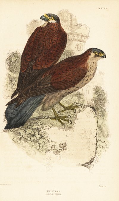 Kestrel, Male and Female, Falco Tinnunculus, in Front of a Ruin 1889 by Unbekannter Künstler