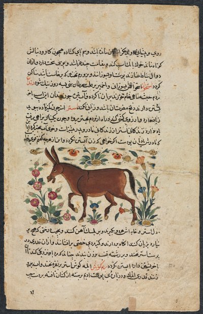 Khar (Ass), from a Nuzhat-nama-yi ala