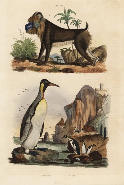 King penguin and mandrill by Unbekannt