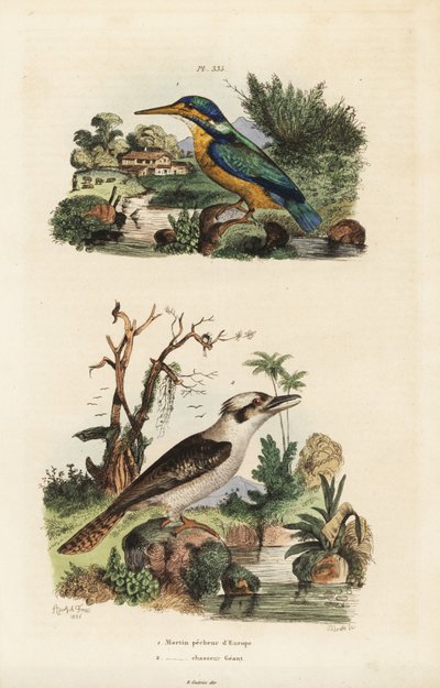Kingfisher and laughing kookaburra by Unbekannt