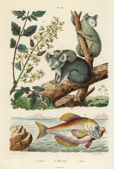 Koala, Phascolarctos Cinereus 1,2, Varnish Tree, Koelreuteria Paniculata 3, and Indian Humphead, Kurtus Indicus 4 by Unbekannt