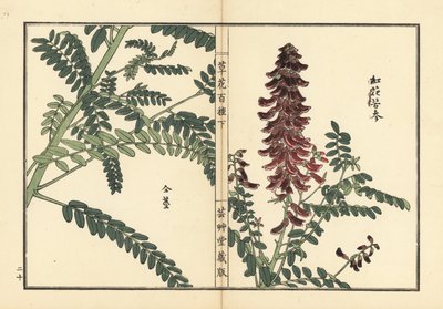 Kouka or kujin, Sophora flavescens. Root used in Chinese medicine as ku shen. Handcoloured woodblock print by Kono Bairei from Kusa Bana Hyakushu (One Hundred Varieties of Flowers), Tokyo, Yamada by Unbekannter Künstler