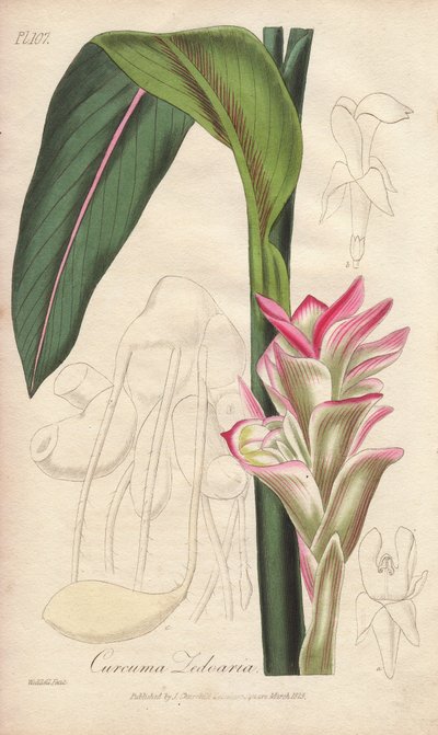 La Zedoaire (Curcuma zedoaria) - Strong Water by William Clarke to illustrate Medical Botanical, Description of the Medicinal Plants of London, Edinburgh and Dublin by John Stephenson and James Morss Churchill by Unbekannter Künstler