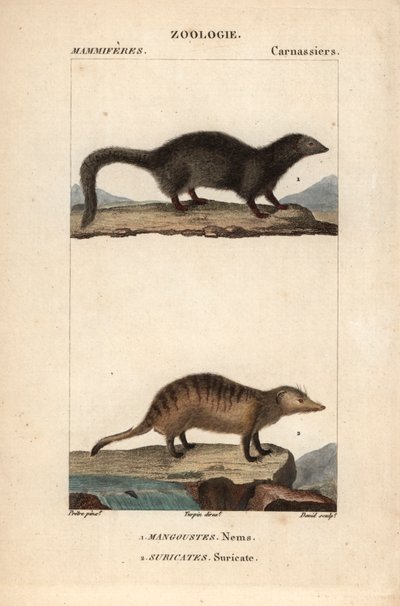 The Mongoose and the Suricate by Unbekannter Künstler