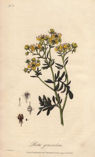 La rue des jardin ou rue fetide (Ruta graveolens) - Water forte by William Clarke to illustrate Botanique medicale, description des plantes medicinales de London, Edinburgh et Dublin by John Stephenson and James Morss Churchill by Unbekannter Künstler