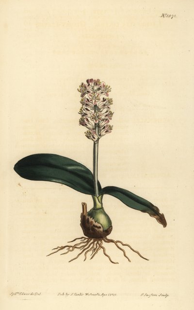 Glossy Leaved Lachenalia by Unbekannt