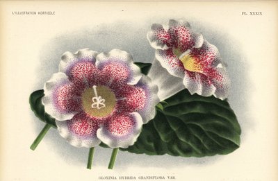 Large-flowered Gloxinia Hybrid (l