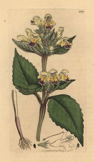 Large-flowered hemp-nettle by Unbekannter Künstler