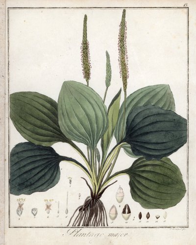 Large Plantain by Unbekannter Künstler