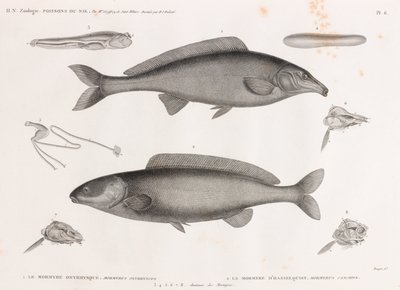 Oxyrhynchus Mormyrid and Hasselquist